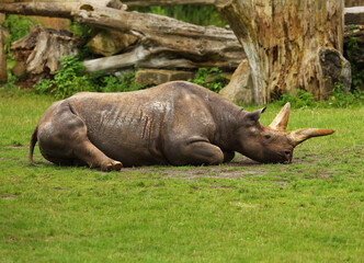 Fototapeta premium The Eastern black rhinoceros (Diceros bicornis michaeli) has a rest on the green grass. Old wood in the background.