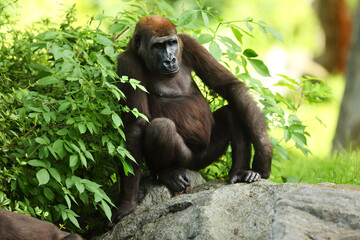 The western lowland gorilla (Gorilla gorilla gorilla) young in the green grass.