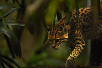 The American spotted cat (Leopardus pardalis) walking on the branche. Dark background.