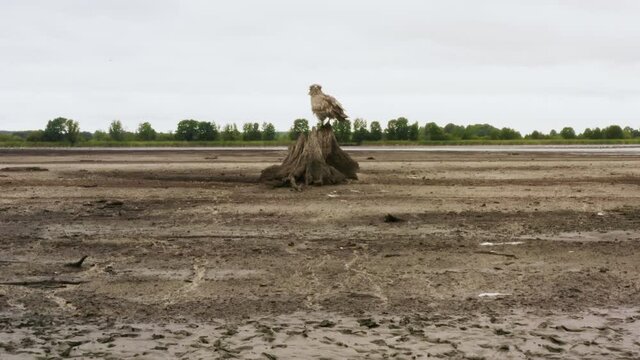 Pallas's fish eagle, Haliaeetus leucoryphus, defecating on summer day, Europe, Belarus