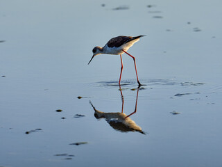 Fauna in the Albufera of Valencia, Spain