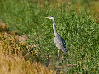 Fauna in the Albufera of Valencia, Spain