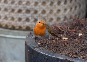Robin