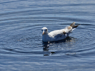Fauna in the Albufera of Valencia, Spain