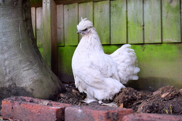 Silkie bantam