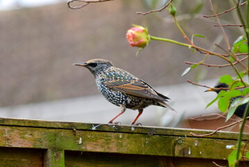 Starling