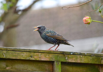 Starling