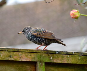 Starling