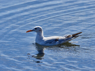 Fauna in the Albufera of Valencia, Spain