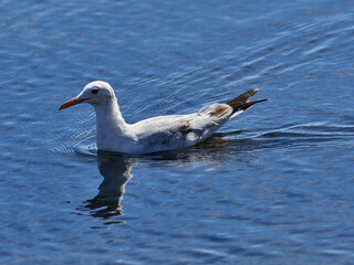Fauna in the Albufera of Valencia, Spain