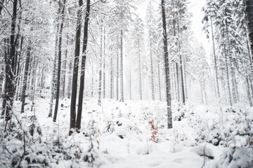 Hohe Bäume im Winter mit Schnee Weiß im Wald