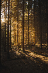 Sonnenstrahlen strahlen durch Bäume goldenes Licht im Wald