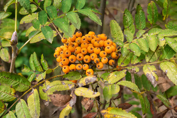 Wild Rowan tree, Sorbus aucuparia, with orange berries