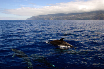 Madeira, Portugal, Dolphins in the atlantic ocean (c)WOB