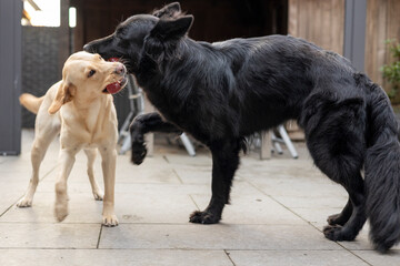 Blonde labrador speelt met zwarte herder