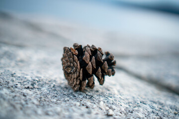 pine cone 