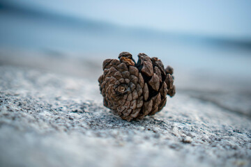  a pine cone 