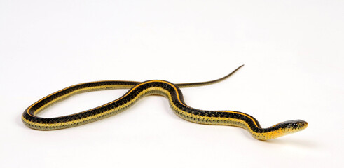 Diabolo Strumpfbandnatter // Aquatic garter snake (Thamnophis atratus zaxanthus)