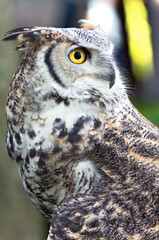great horned owl or bubo virginianus profile