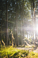 B&auml;ume im Wald mit Sonne im Gespensterwald Nienhagen an der Ostsee
