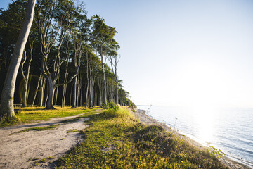Bäume im Wald mit Sonne im Gespensterwald Nienhagen an der Ostsee