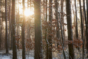 leśna zimowa ścieżka i promienie słoneczne - obrazy, fototapety, plakaty