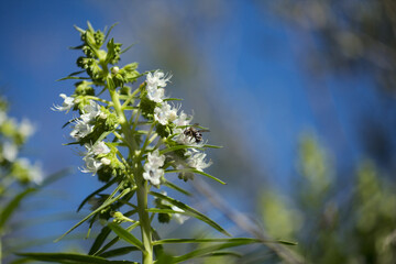 Flora of Gran Canaria - Echium decaisnei, white bugloss endemic to Canary Islands natural macro floral background

