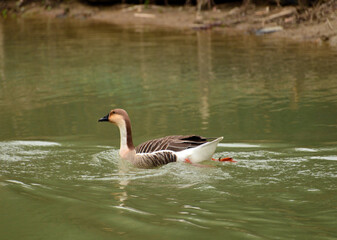 two geese swimming in the lake