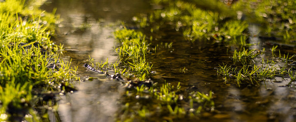 Obraz na płótnie Canvas green moss on the ground Grass after rain