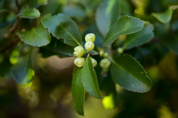 Flora of Gran Canaria -  Maytenus canariensis, forming fruit, macro floral background
