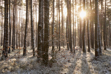 leśna zimowa ścieżka i promienie słoneczne - obrazy, fototapety, plakaty
