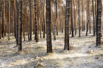 leśna zimowa ścieżka © Marcin Łazarczyk