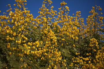 Obraz premium Yellow flowers of Senna spectabilis, golden wonder tree, natural macro floral background
