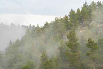 Fog in a Pine Forest