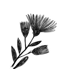 Black and white sketch, deisy silhouette clipart