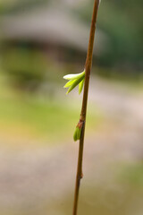 Close-up of willow branches and leaves in spring