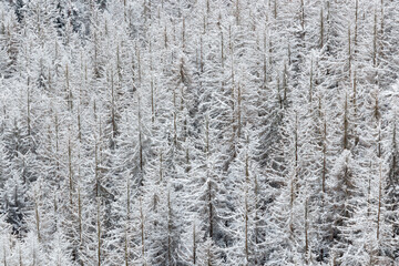 B&auml;ume mit Schnee bedeckt im Winter Natur wei&szlig; 