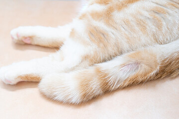 Cat's tail with fungal lesions and the cat is sleeping on the orange tiled floor : Cat health and...