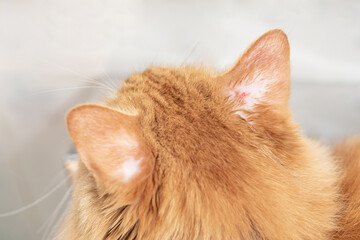 Cat ears with fungal lesions have a wound from an infection must be treated to prevent spread : Cat...