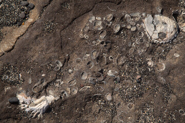 Fossilized remains of large oyster-like bivalve mollusc from miocene geological epoch found on El Confital 
beach on the edge of Las Palmas de Gran Canaria 
