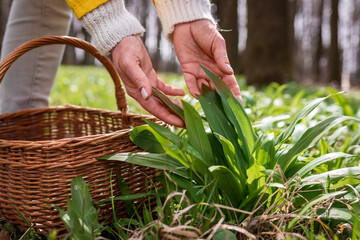 Woman picking wild garlic (allium ursinum) in forest. Harvesting Ramson leaves herb into wicker basket