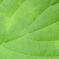 wild plant leaf texture