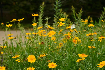 yellow flowers in the grass