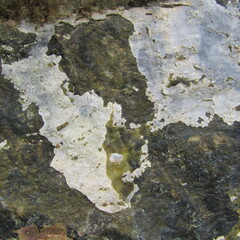 tree texture