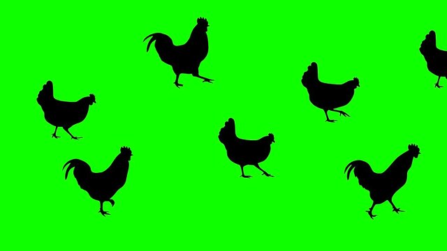 Walking hens and roosters, animation on the green background