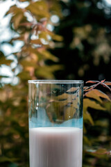 close-up of glass of milk in nature