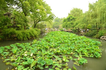Fototapeta na wymiar Lotus flowers in the pond of China Park