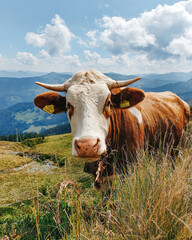 Fototapeta na wymiar Happy cow in austrian alps