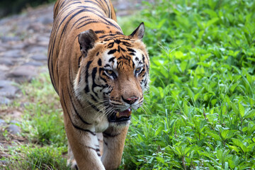 Close up  photo of  Bengal tiger