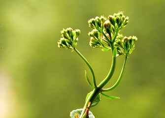 close up of a plant